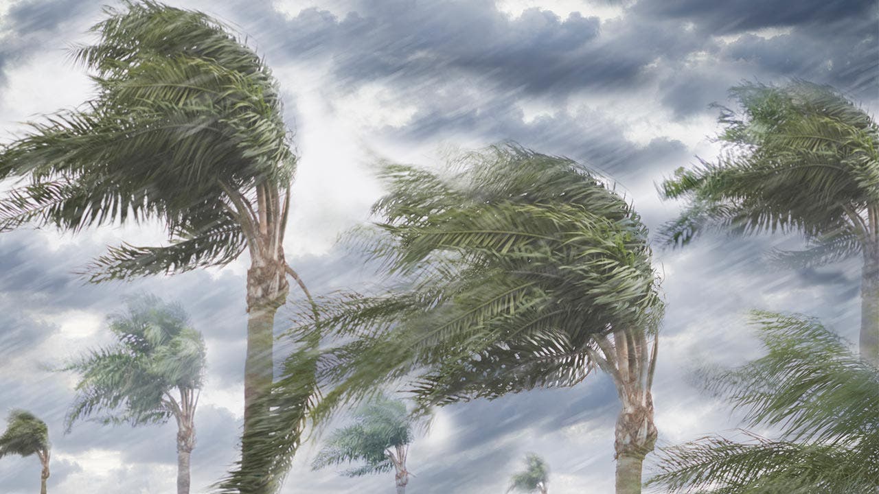 Trees blowing in the wind