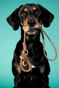 ©iStock.com/Fenne