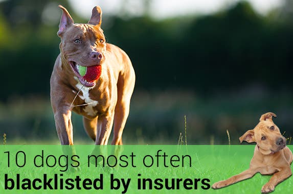 10 dogs most often blacklisted by insurers 10 dogs most often blacklisted by insurers © arturasker/Shutterstock.com