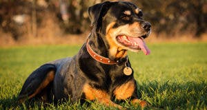 rottweiler laying in grass field © Tomas Picka/Shutterstock.com