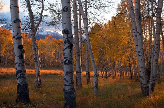Forest | Realtor.com