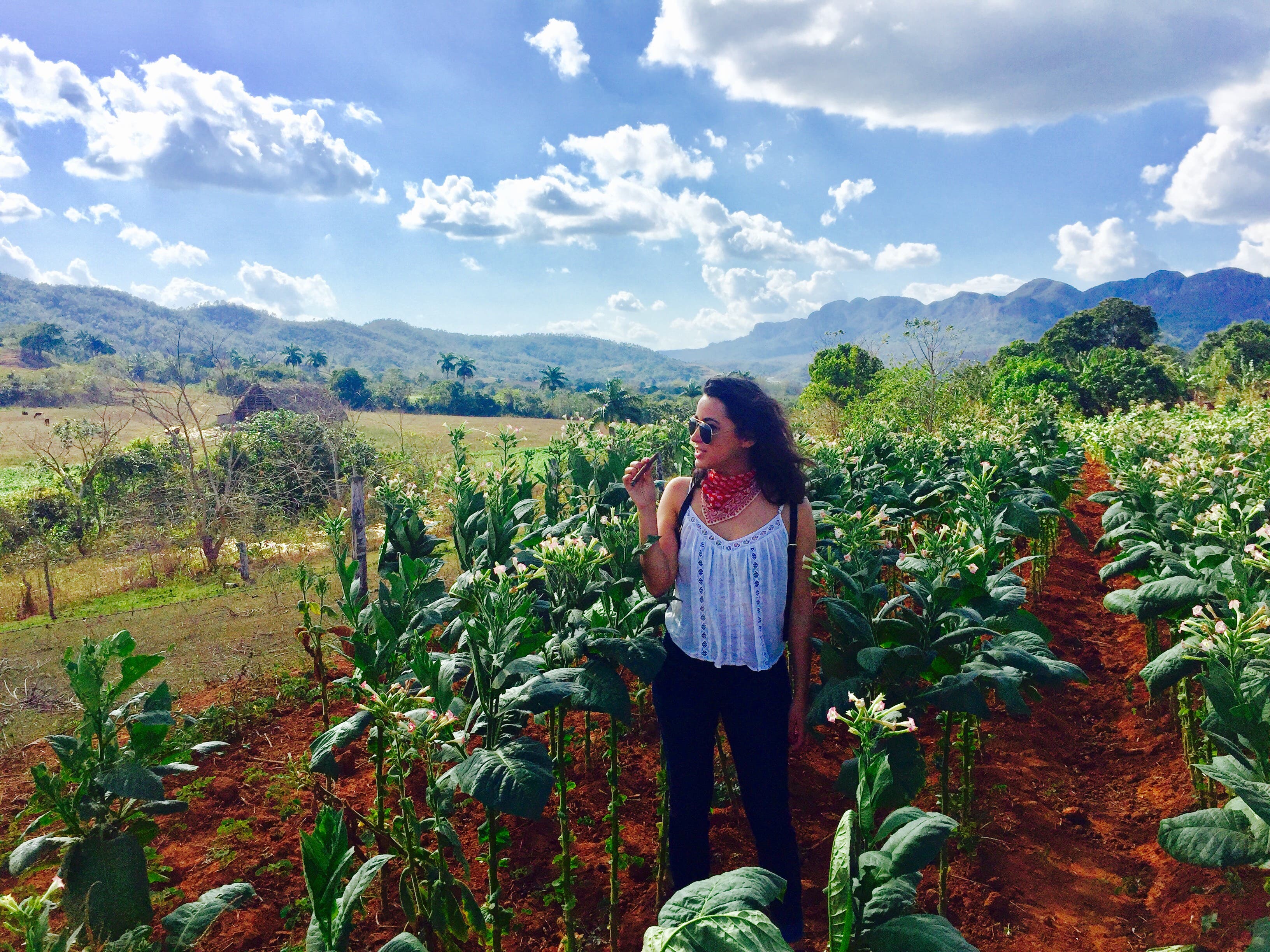 Having a Cuban cigar in the tobacco fields.