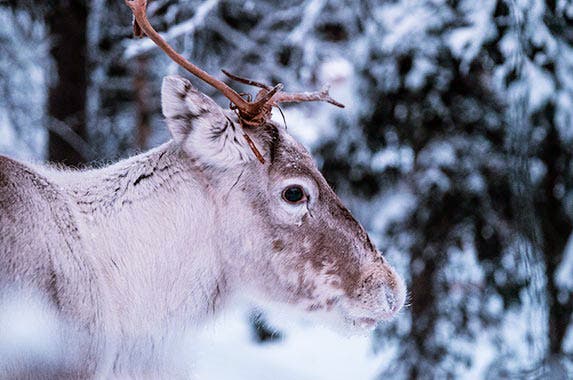 Minnesota Minnesota | Nathan Lemon/Unsplash