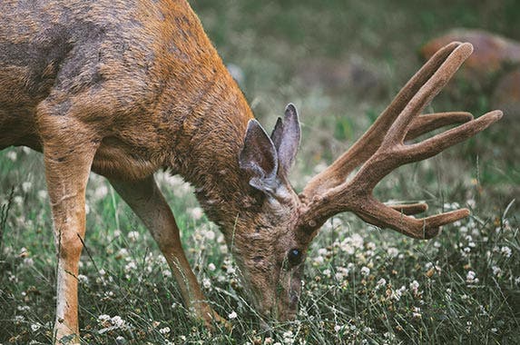 West Virginia West Virginia | Michael Fertig/Unsplash