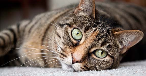 How Much Does Owning A Pet Cost In A Year? | Bankrate.com