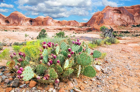 Utah Utah © IrinaK/Shutterstock.com