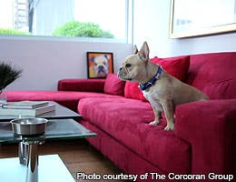Gone to the dogs © Photo courtesy of The Corcoran Group