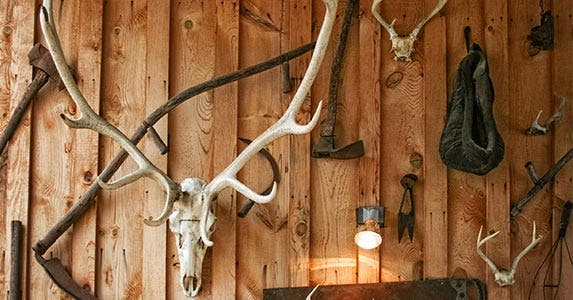 Trophy deer on a wall
