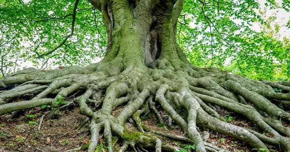 roots of huge tree getty_573x300