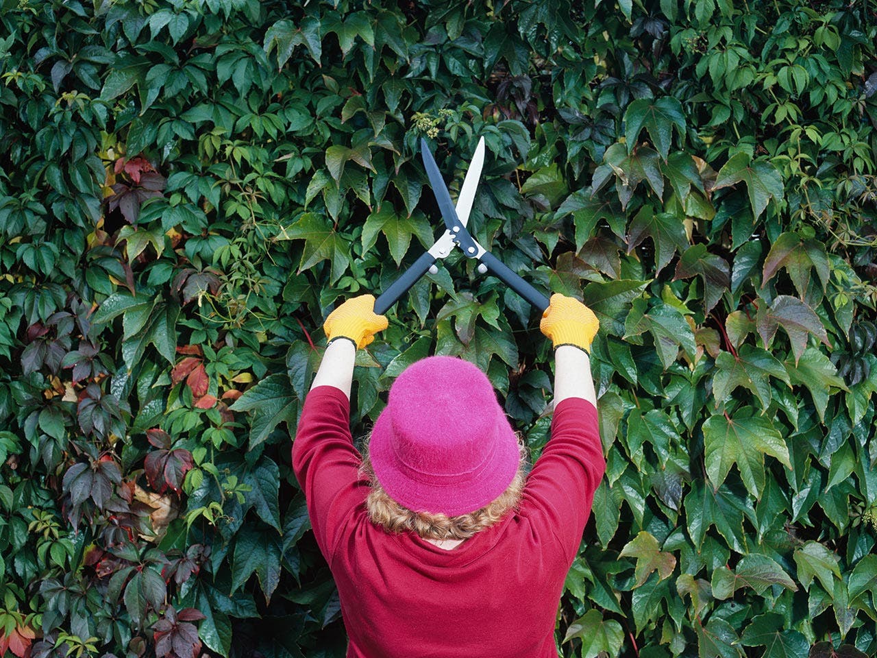Woman trimming hedges with scissors