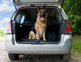 Pets need auto injury coverage, too