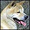 Akita