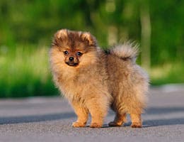 Then again, Killer doesn't eat much © Anna Tyurina/Shutterstock.com