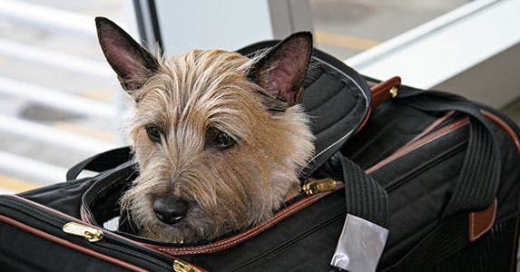 This tax return was in for a rough flight © iStock