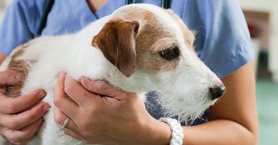That Rx for Beggin' Strips did look kinda sketchy © iStock