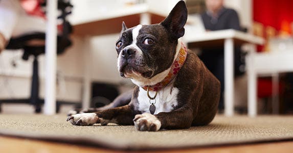 Unfortunately, the dog ate its 1099 Unfortunately, the dog ate its 1099 | Seth K. Hughes/Image Source/Getty Images