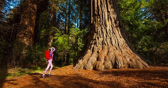 California California | Sergey Novikov/Shutterstock.com