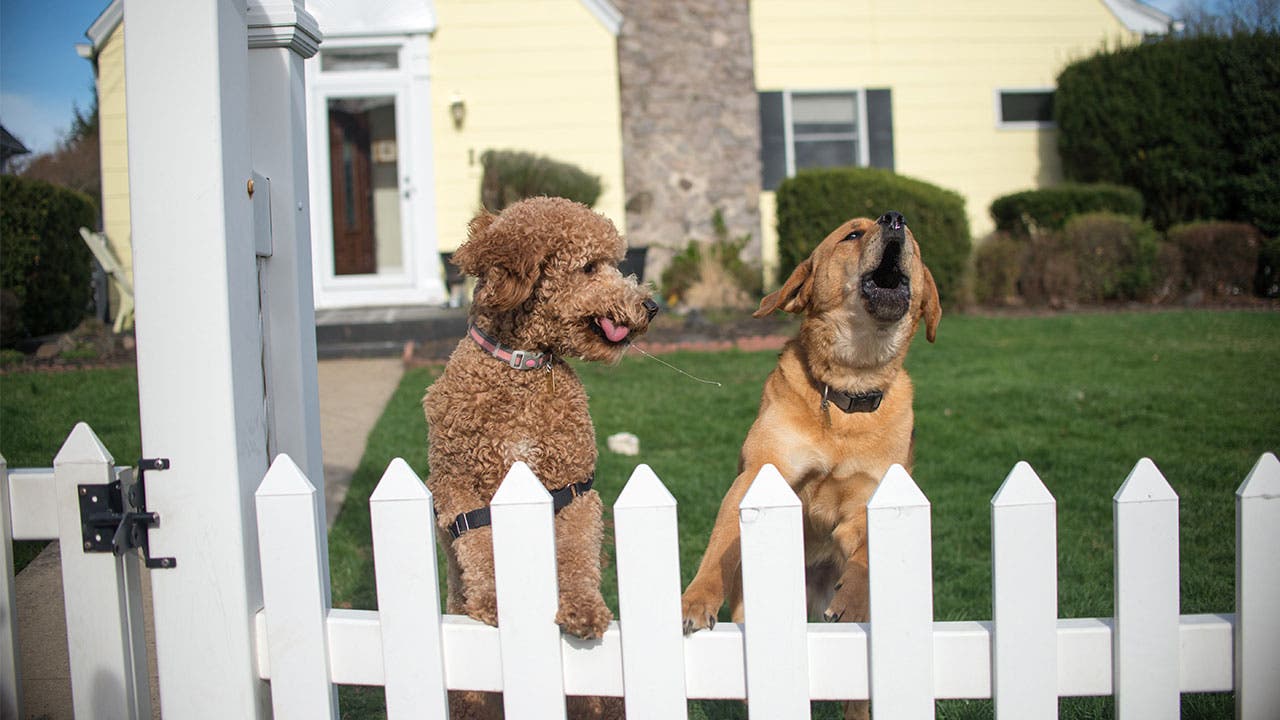 Two dogs in a front yard