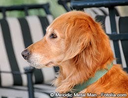 Work with platinum retrievers