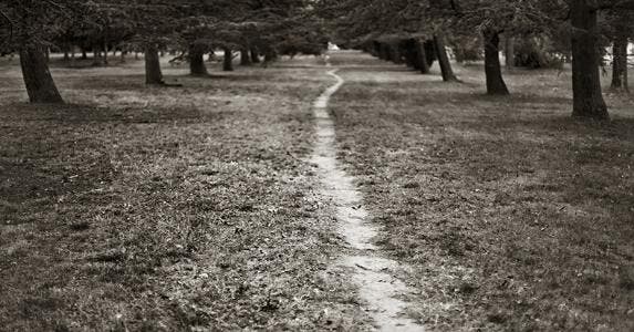 Forest path © Steve Lovegrove/Shutterstock.com