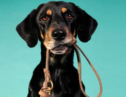 Dog biting on its leash