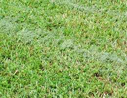 Leave the cuttings on your lawn