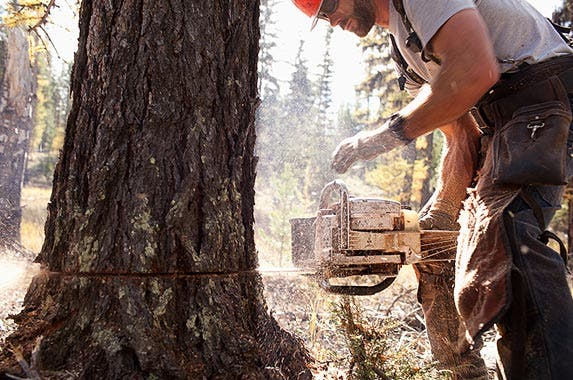 Logging workers Logging workers | Noah Clayton/Getty Images