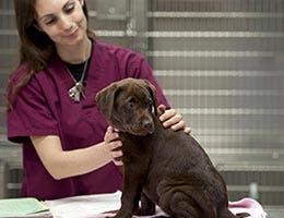 Veterinarian © aspen rock/Shutterstock.com