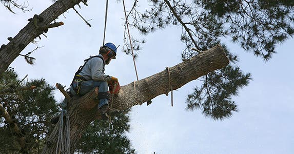 No. 2: Lumberjack