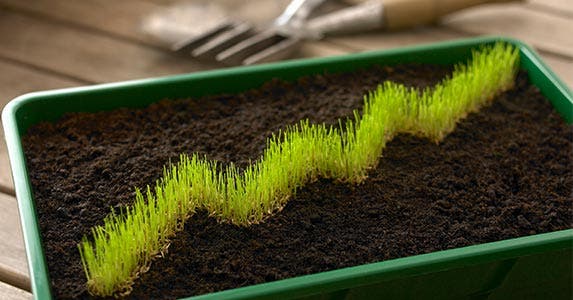 Pot with a small row of grass in it