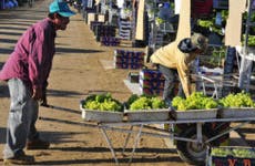 Man and wheelbarrow full of grapes © Richard Thornton/Shutterstock.com