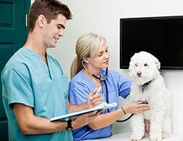 Job: Veterinary technologist or technician © Tyler Olson - Fotolia.com