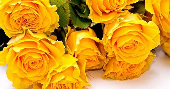 Roses and garden plants on sale in June © Sergey Dashkevich / Fotolia