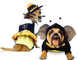 Pets: That dog's hot