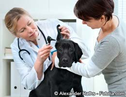 Fend off high veterinary bills