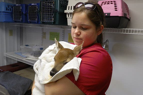 Photo courtesy of WildCare Inc.