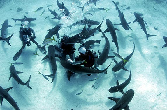 Bahamas shark-diving experience Bahamas shark-diving experience © Amanda Nicholls/Shutterstock.com
