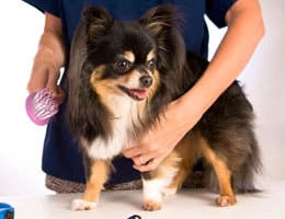 Pet Groomer