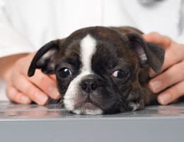 Pet Masseuse