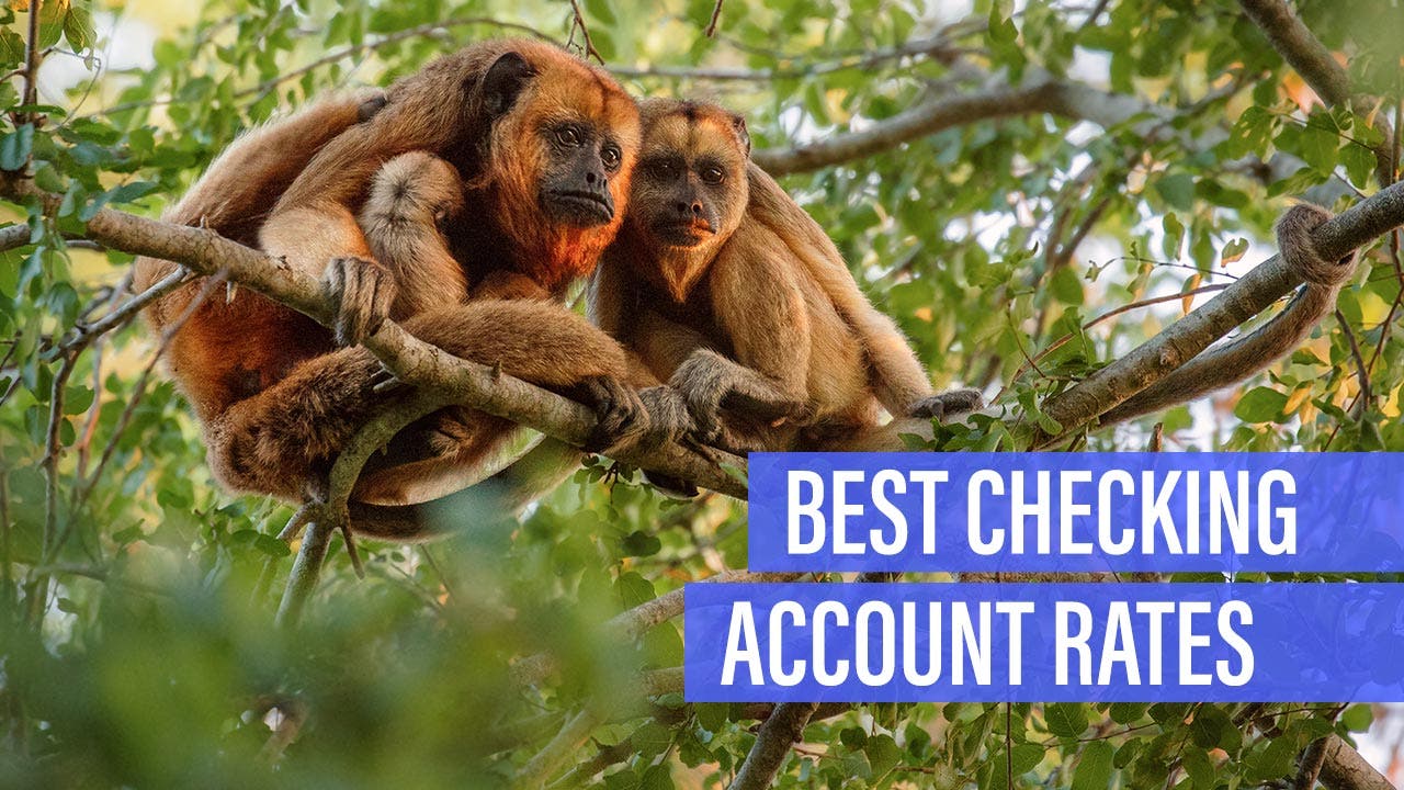 Two howler monkeys peer through the trees