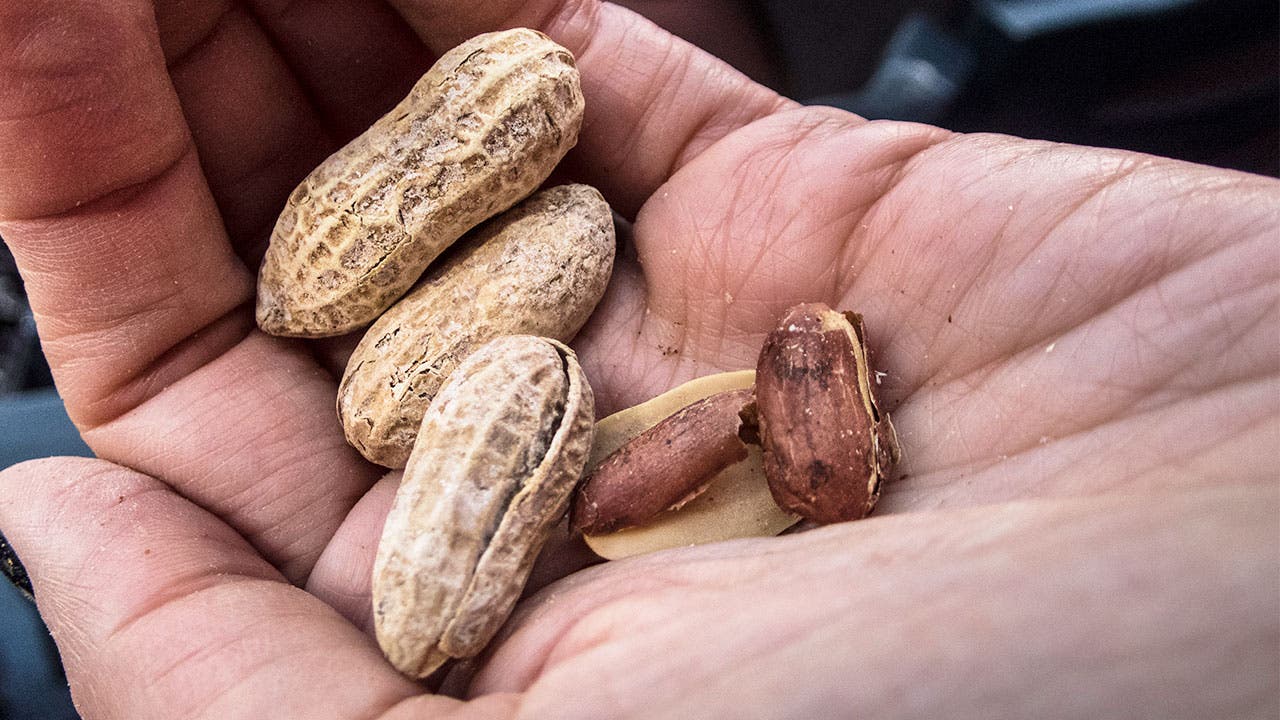 Handful of peanuts