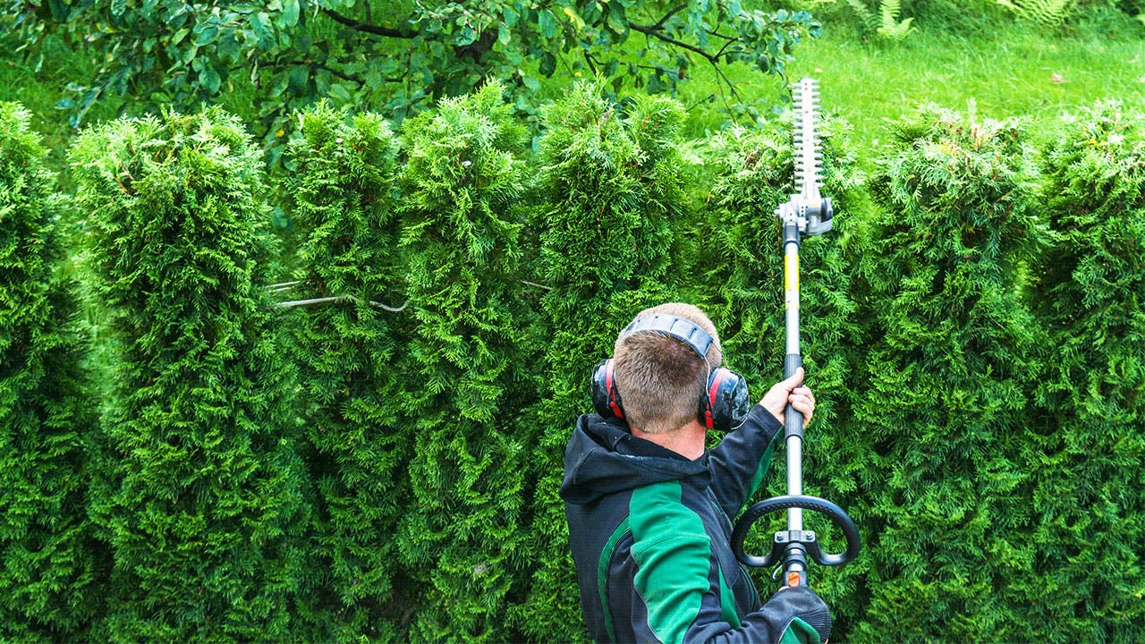 Man trimming hedges