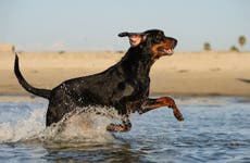Coonhound running in water