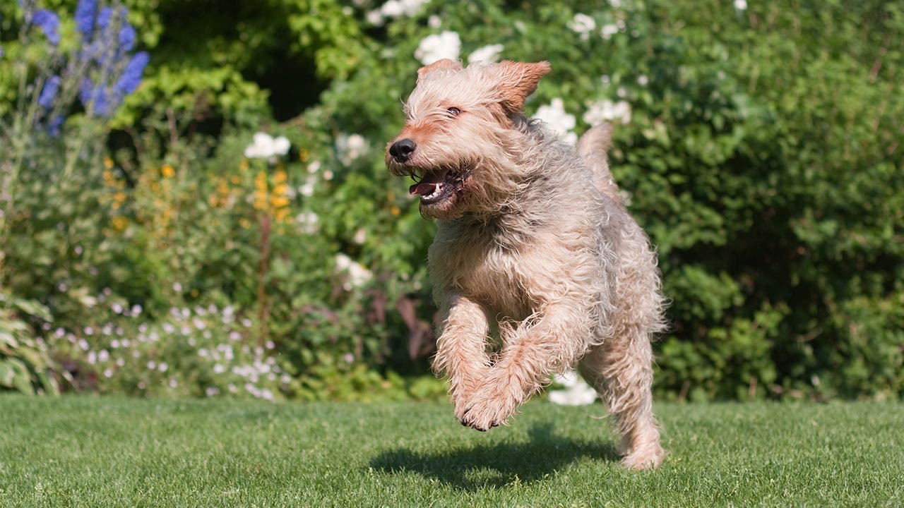 Otterhound running