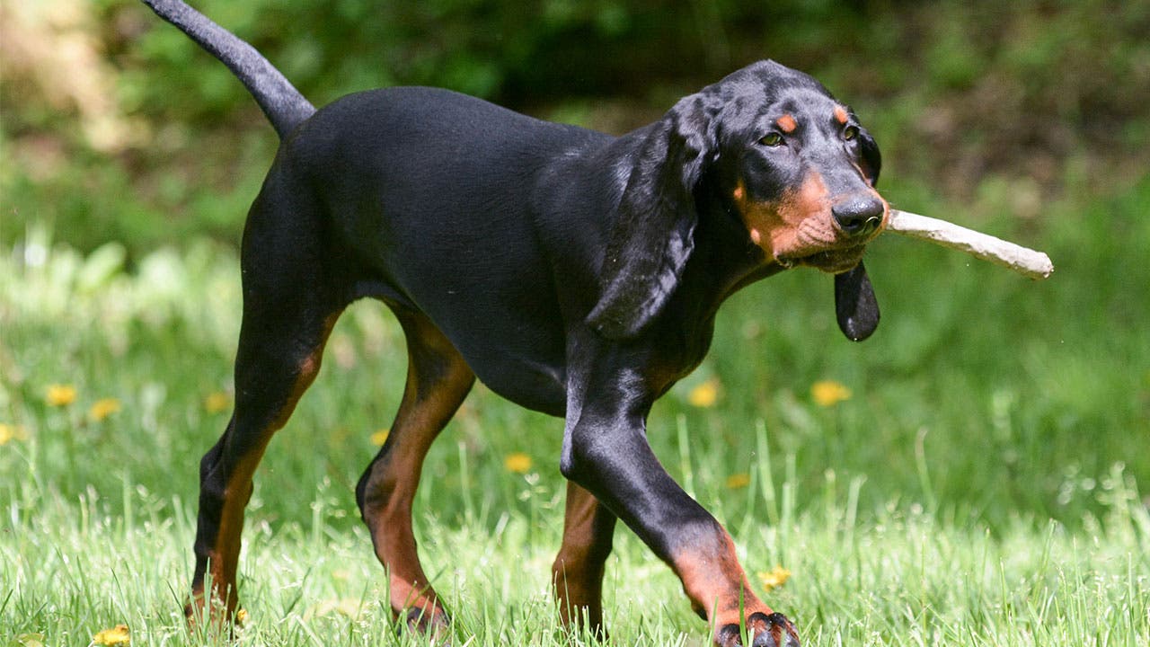 Black and tan coonhound playing catch