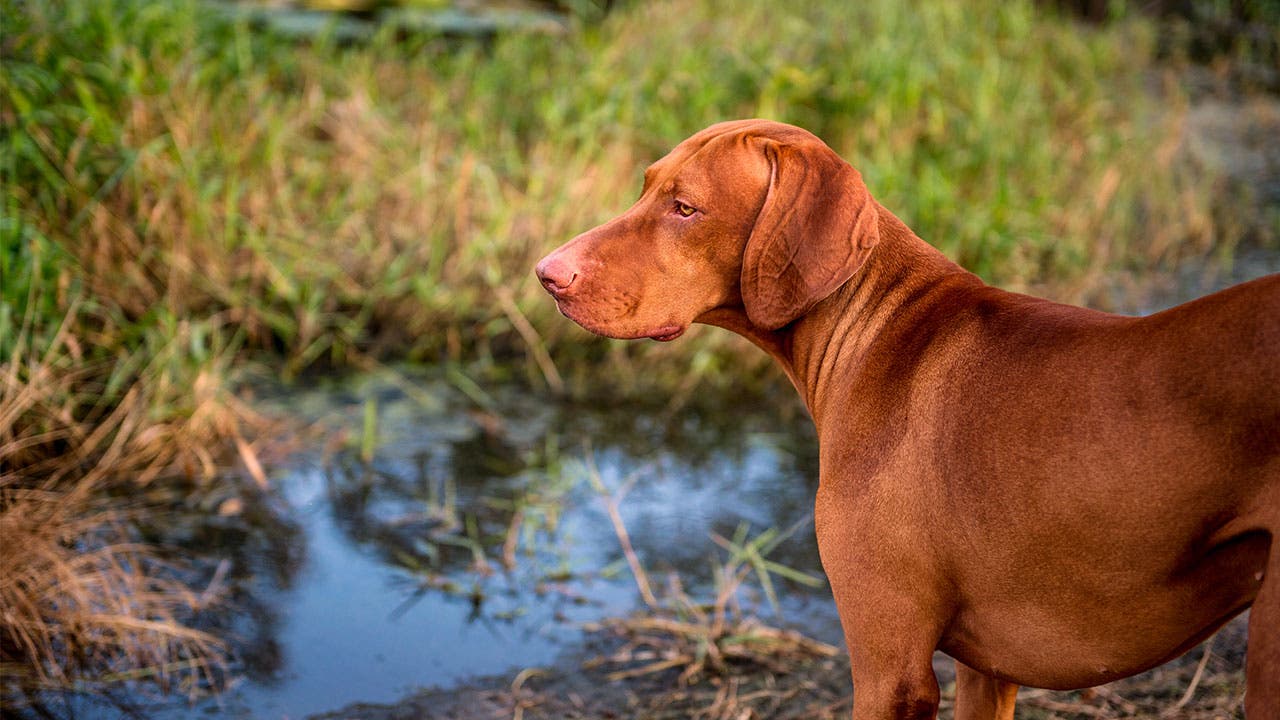 Pointer dog