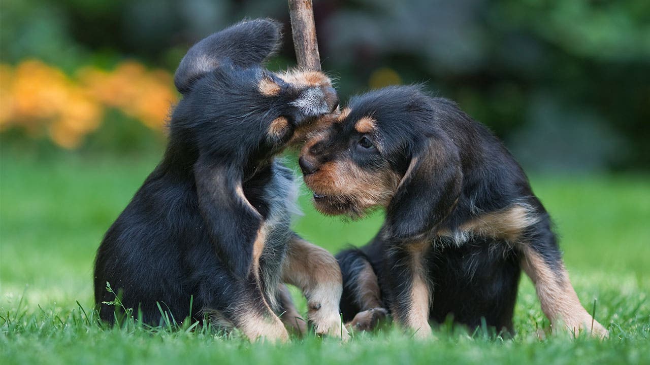 Puppies playing