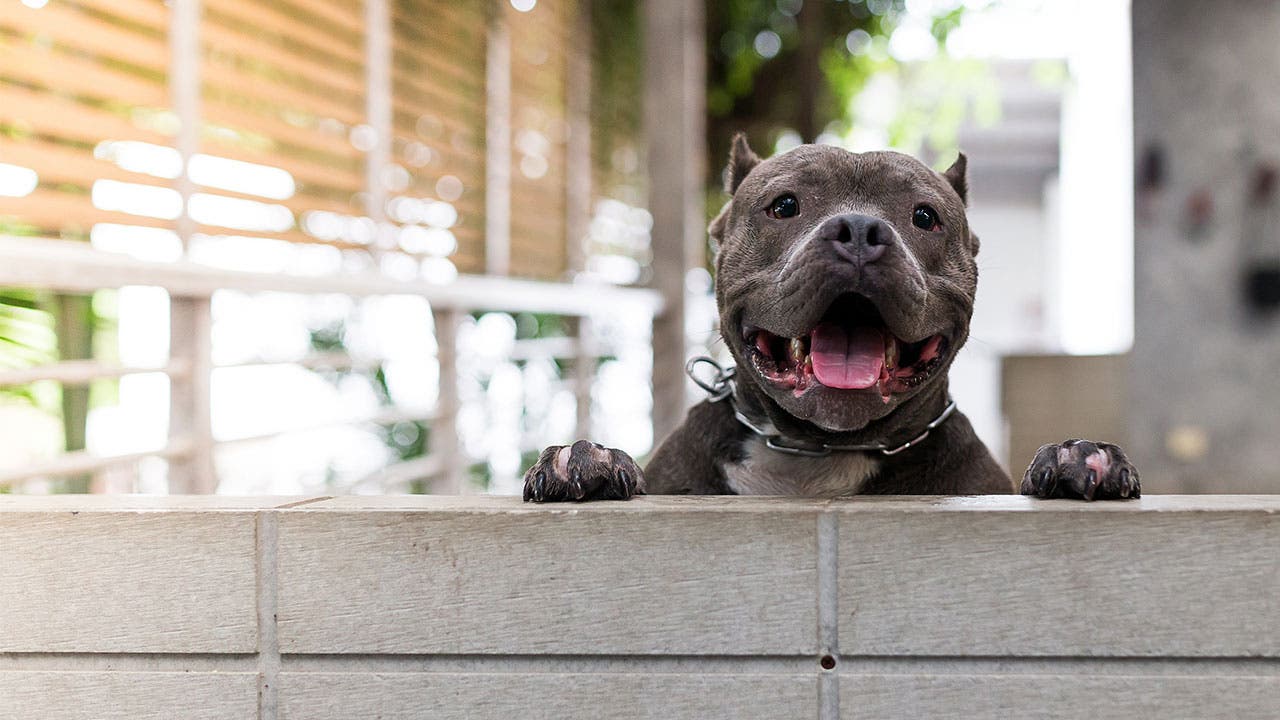 Pit bull peering out of yard