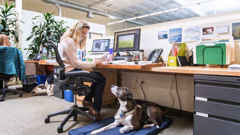 Woman working in office with dog
