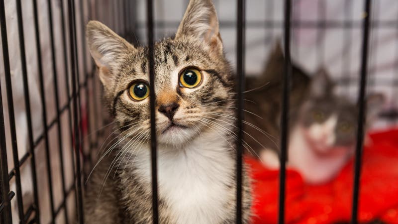 kittens in shelter for homeless animals